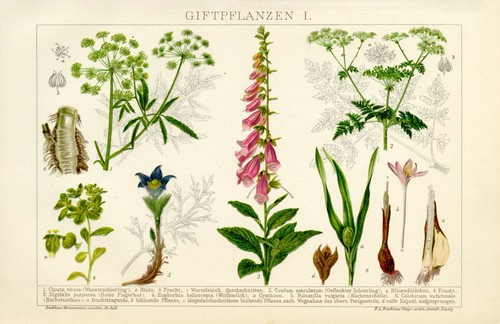 Giftpflanzen schierling - giftpflanzen,