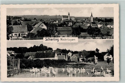 13184709 8306 schierling - 13184709,