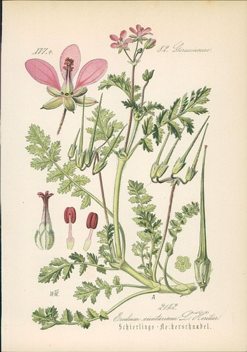 Chromolithographie - ,