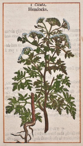 Schierling comfrey - schierling,