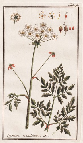 Conium maculatum hemlock