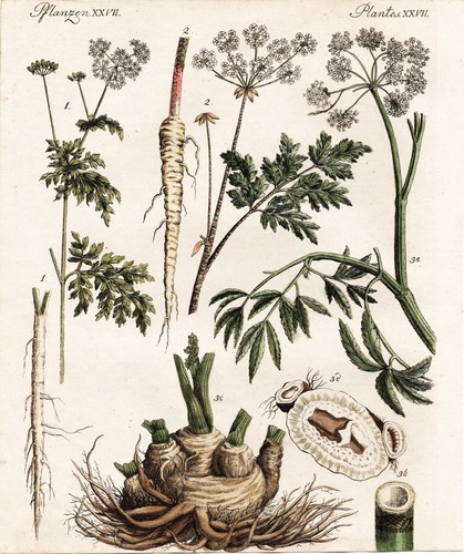 Schierling hemlock ciguë