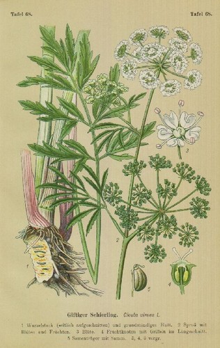 Wasserschierling cicuta - wasserschierling, (cicuta