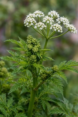 Conium maculatum 300 samen - conium, maculatum,