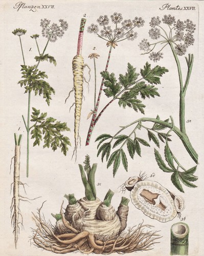 Schierling hemlock ciguë